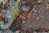 Polished Petrified Shrinkwood Slab - Nevada #166431-1